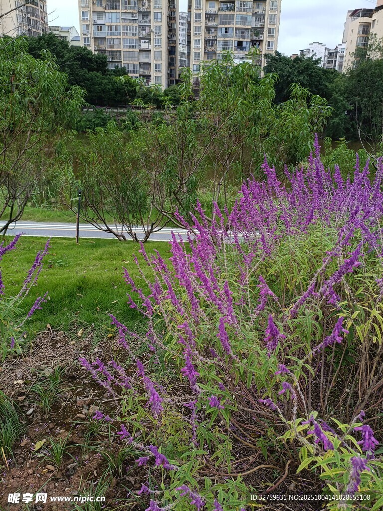 公園中的紫色花卉綻放