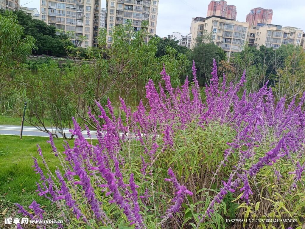 紫色花卉裝點(diǎn)城市綠地