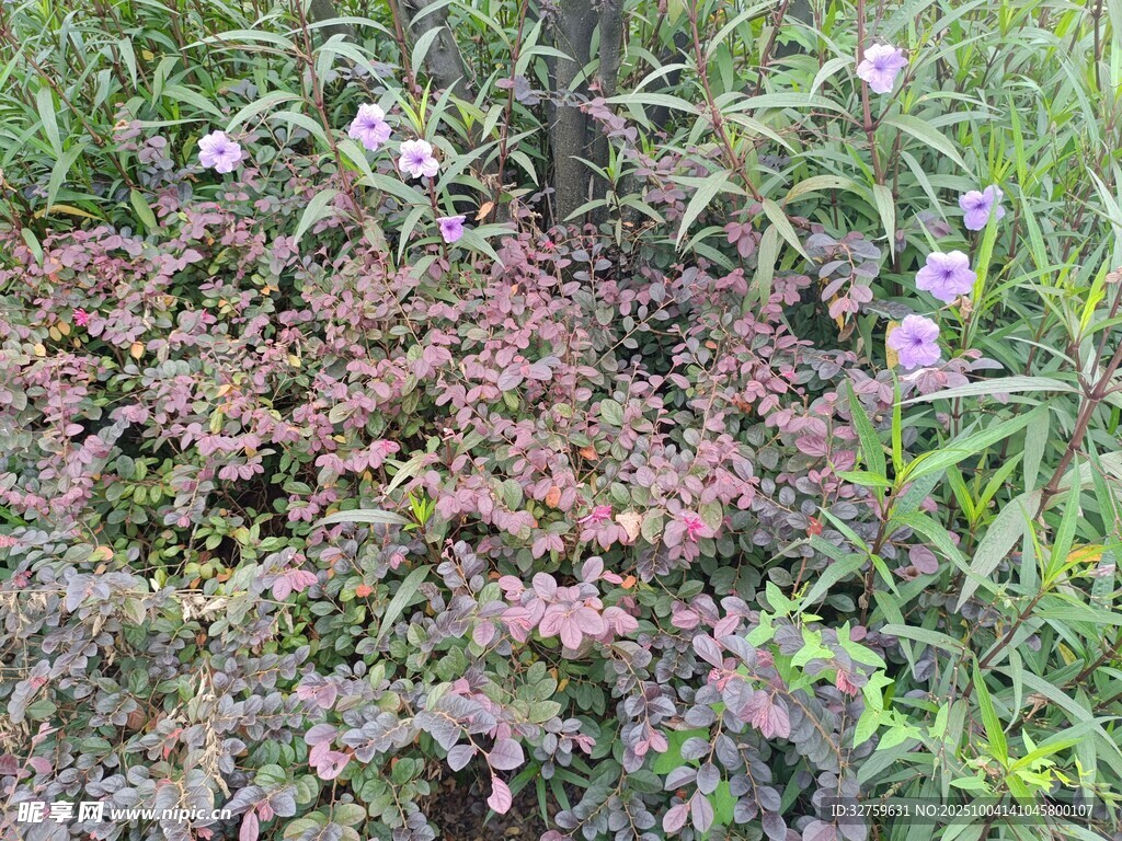 野外多彩植物景觀