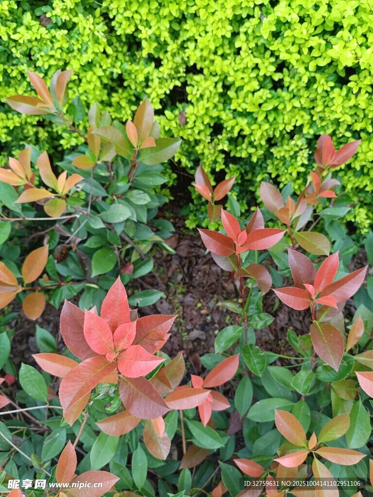 多彩葉片植物景觀