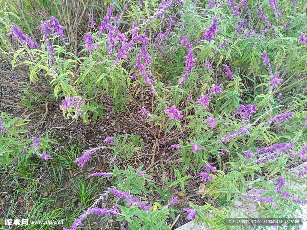 紫色繁茂花叢景象