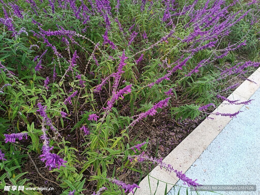 路邊紫色花卉植物景觀