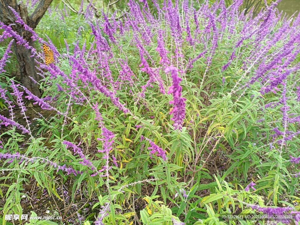 紫色花叢綻放的美麗景象