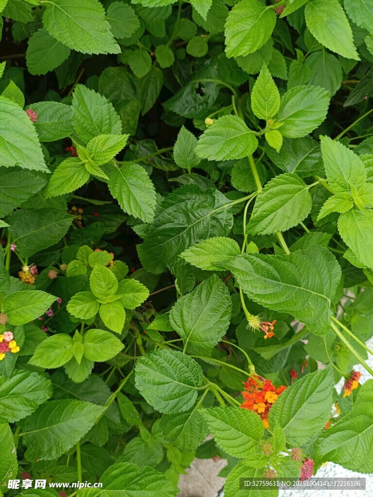 綠葉叢中一抹紅小花