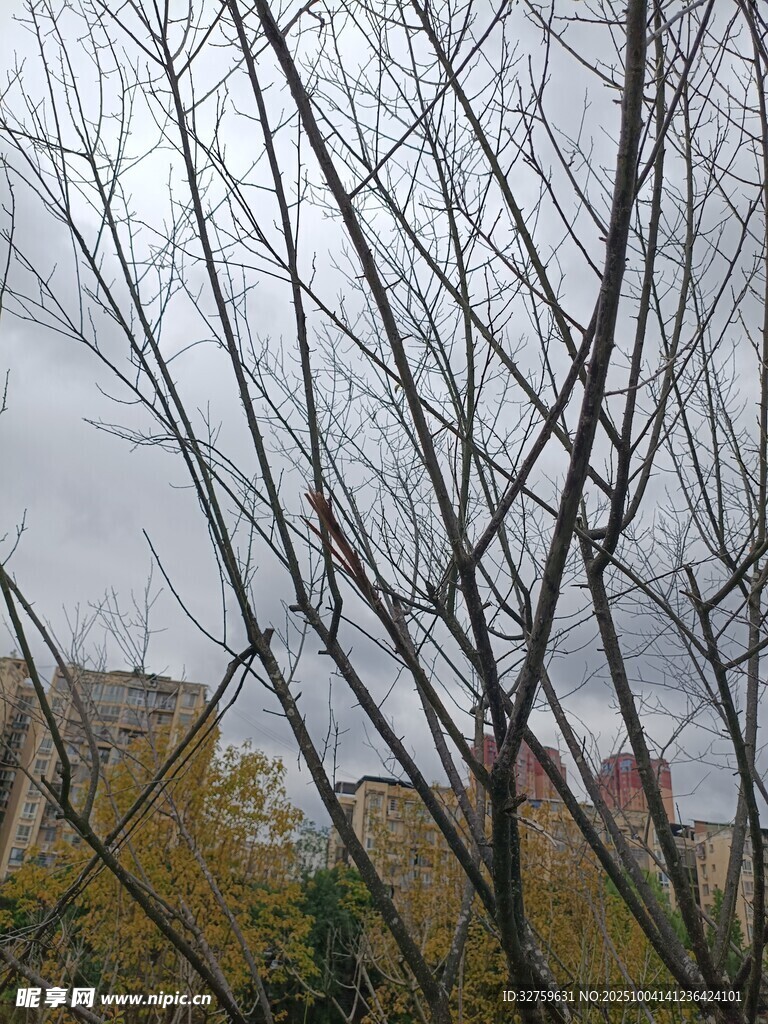 冬日光禿樹枝與陰沉天空