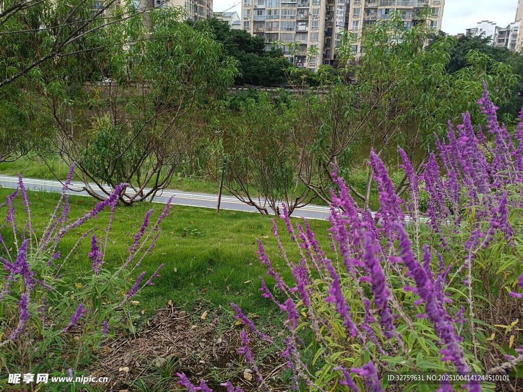公園中的紫色花卉景觀