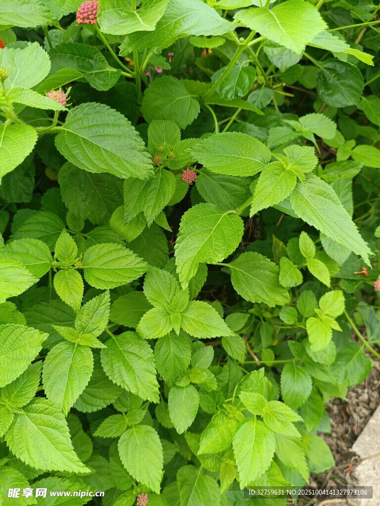 翠綠繁茂的生機(jī)植物