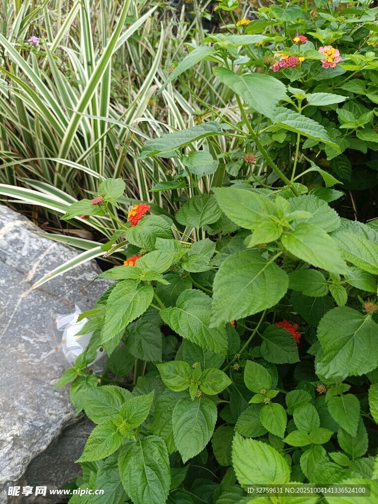 綠葉叢中點(diǎn)點(diǎn)紅的植物