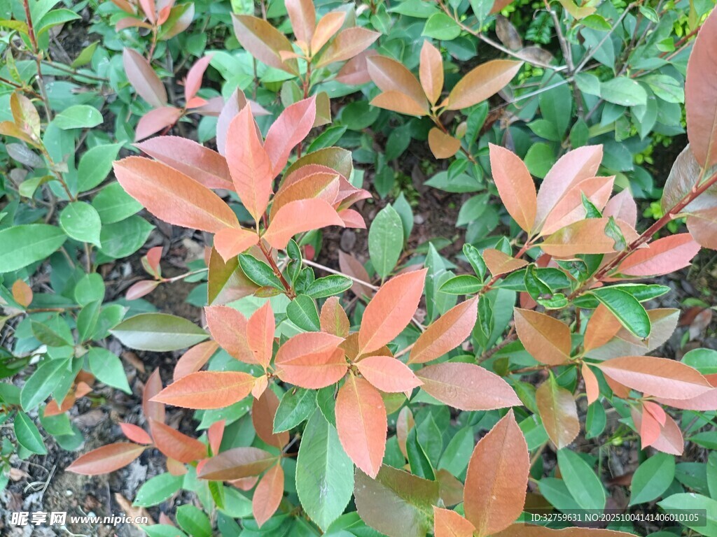 紅葉灌木特寫(xiě)