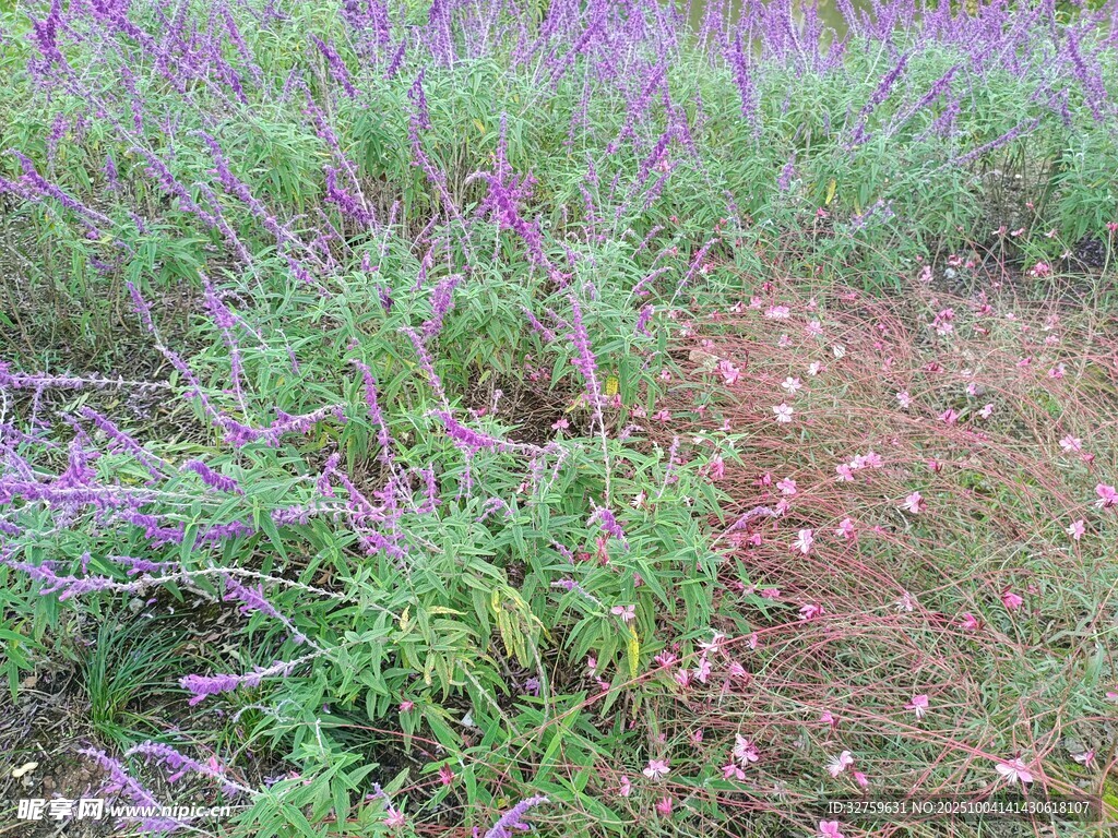 紫色花叢中的自然景致