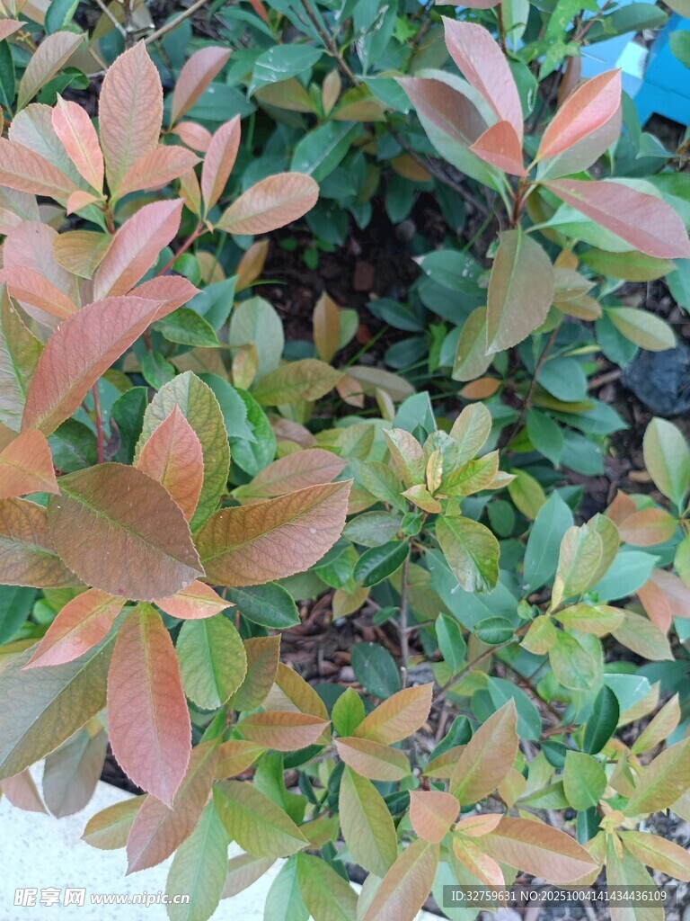 多彩葉片的植物景觀