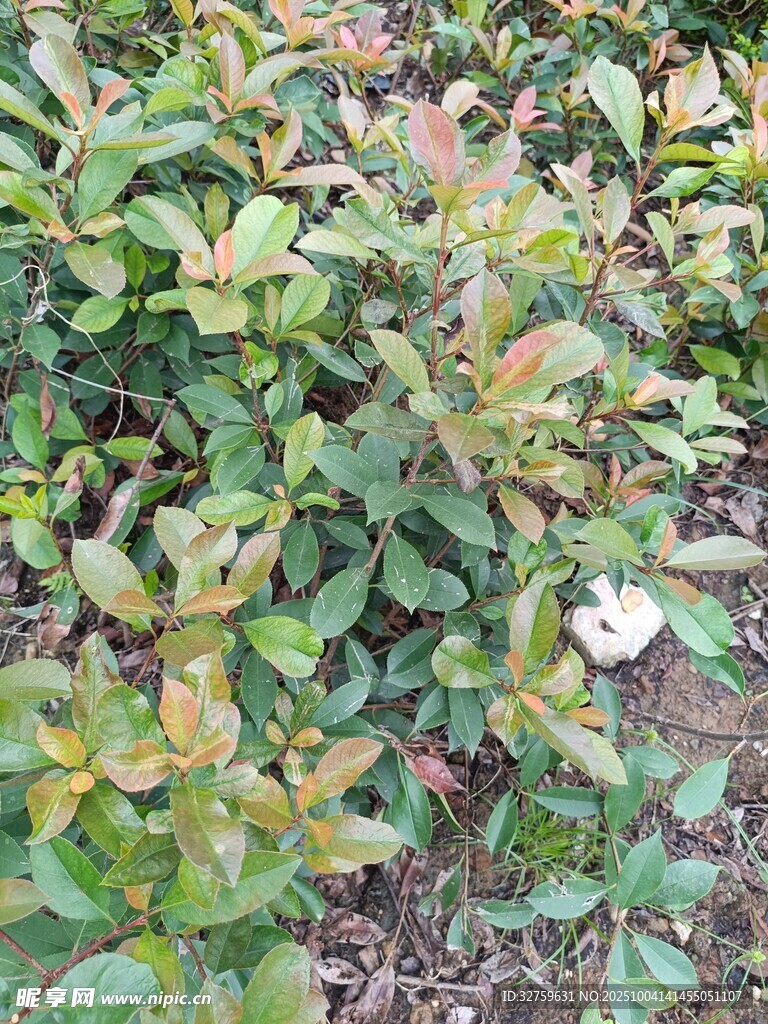 綠葉叢中的白色花朵
