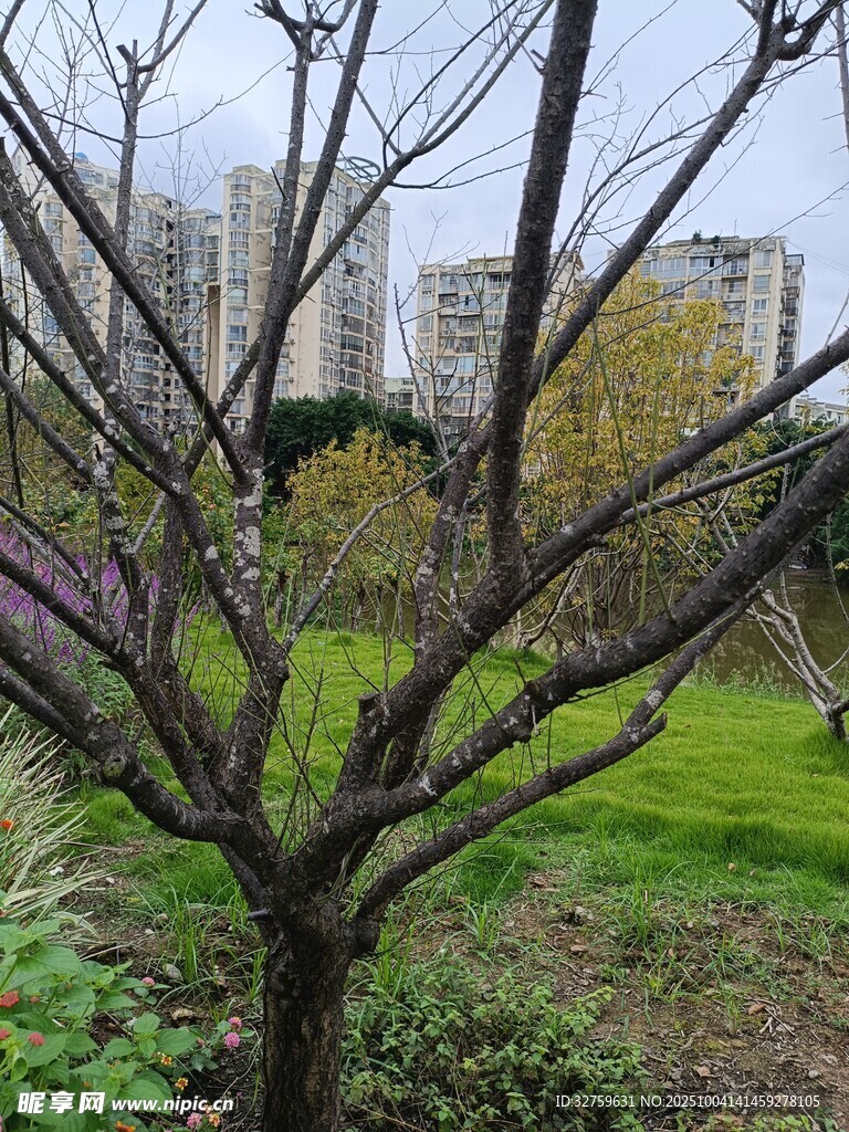 春日公園枯樹與綠植景觀