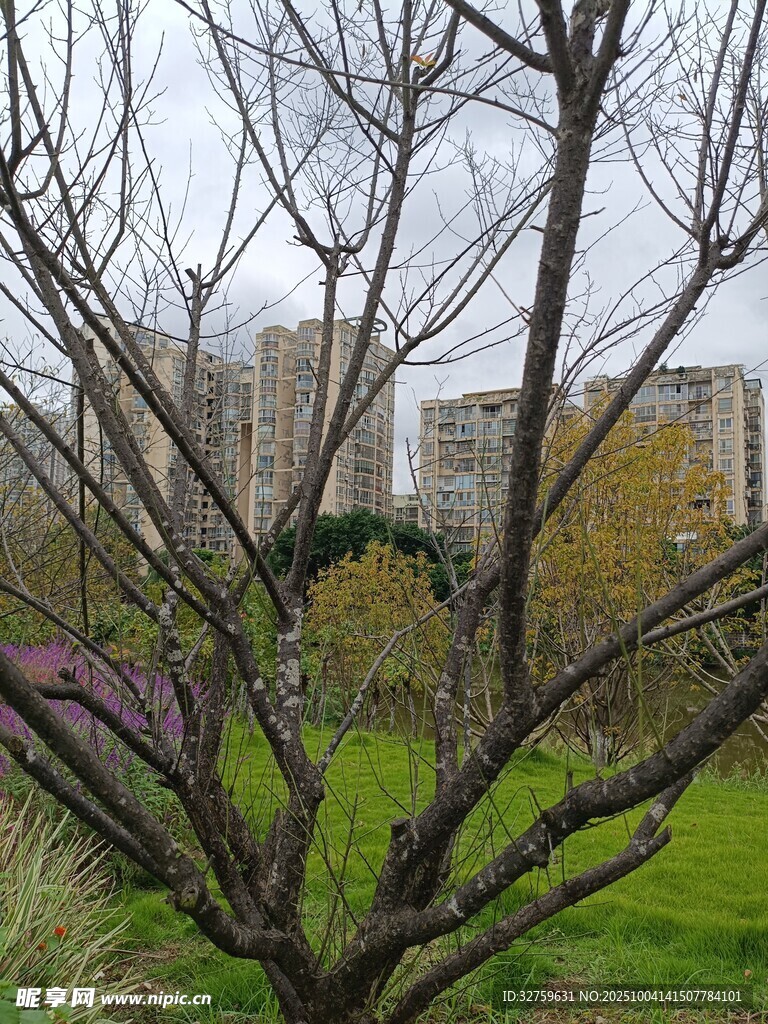 冬日枯樹與背景景致