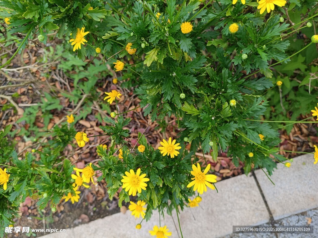 路邊綻放的黃色小花