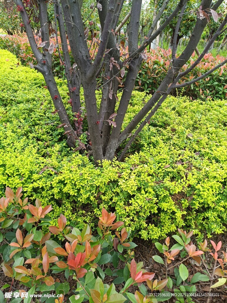 綠意盎然的植物景觀
