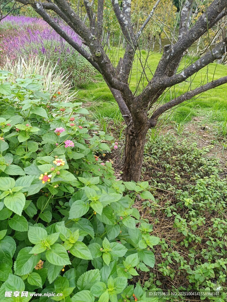 花園中繁茂綠植與光禿樹干