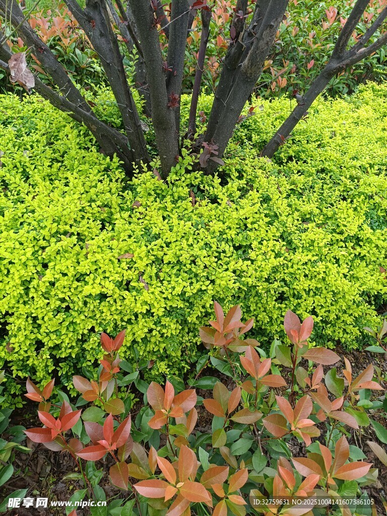 多彩綠植景觀