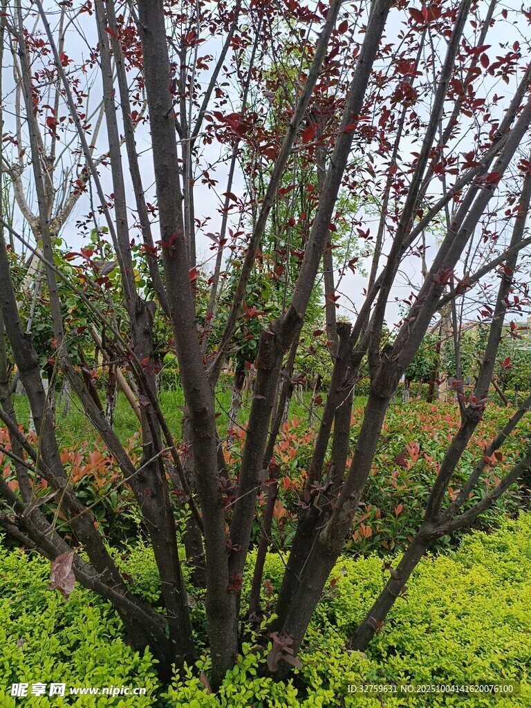繁茂灌木與嫩綠植被景觀