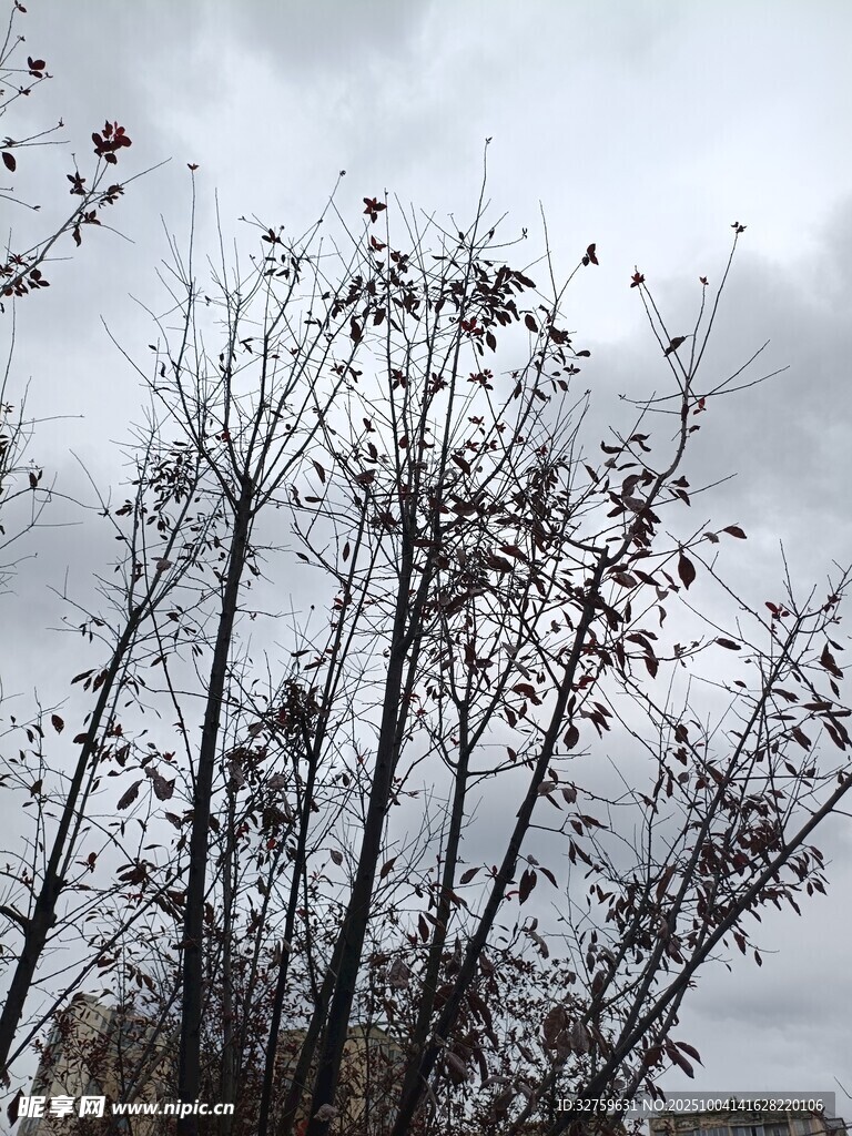冬日枯樹(shù)與陰沉天空