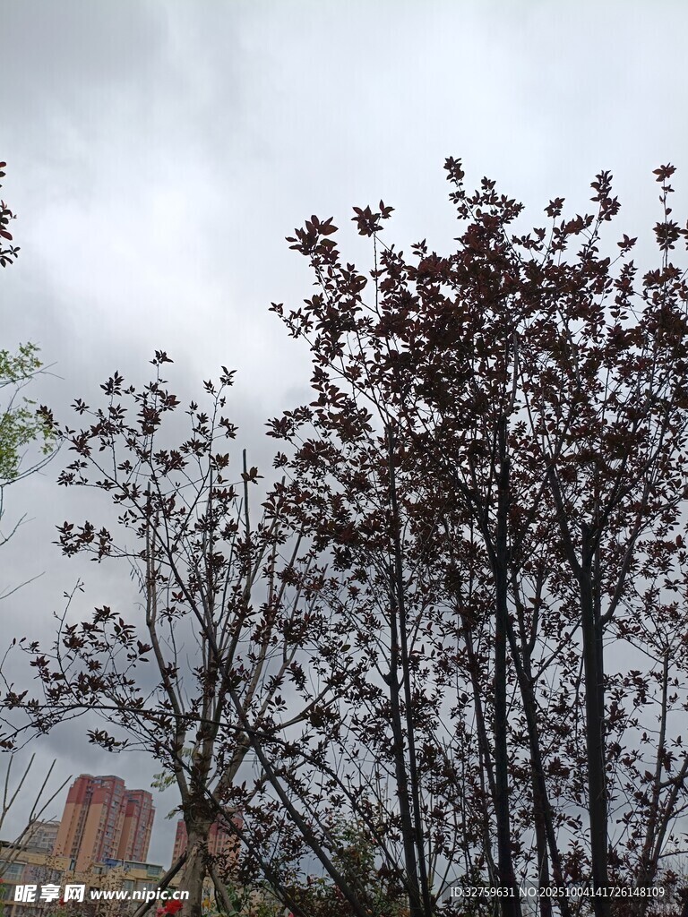 雨中枝葉 