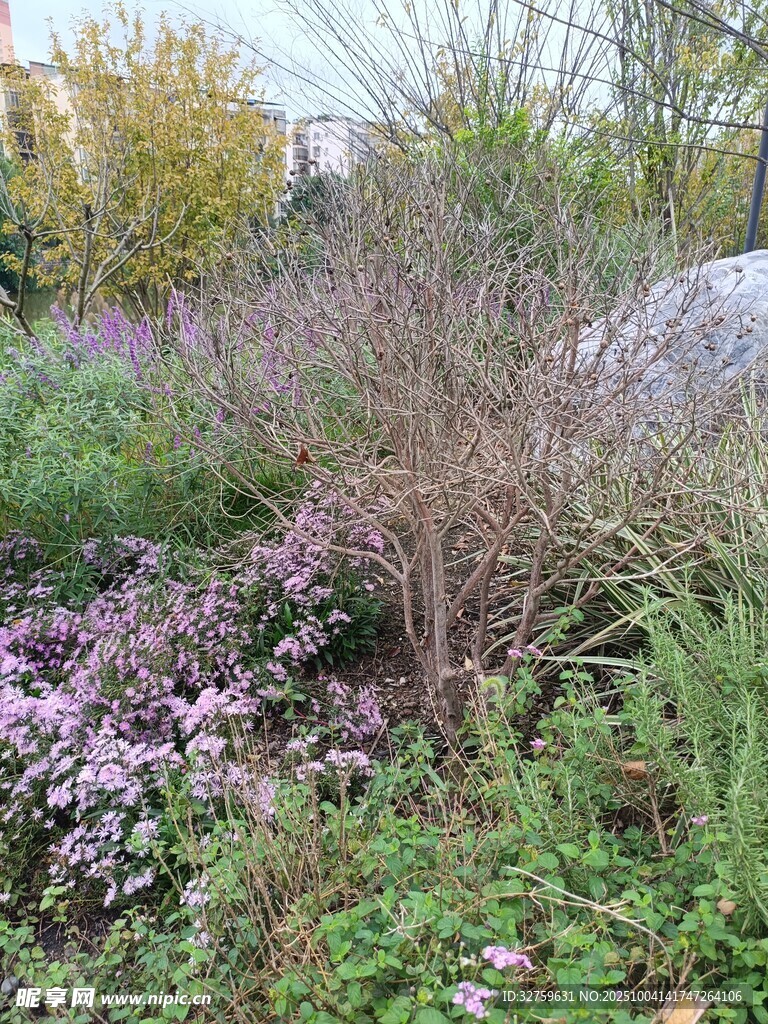 花園中的多彩植物景觀