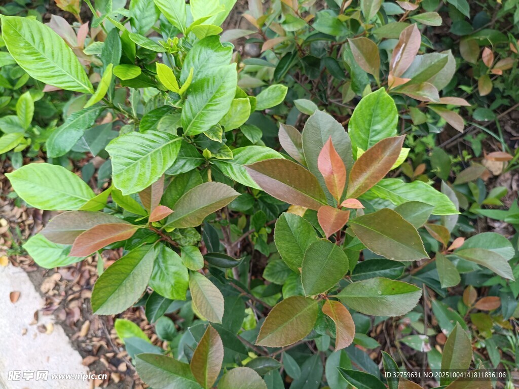 多彩葉片的綠植景觀