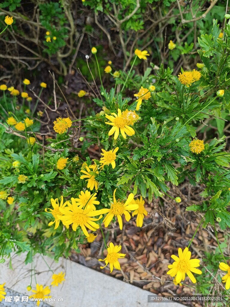 路邊綻放的黃色小花