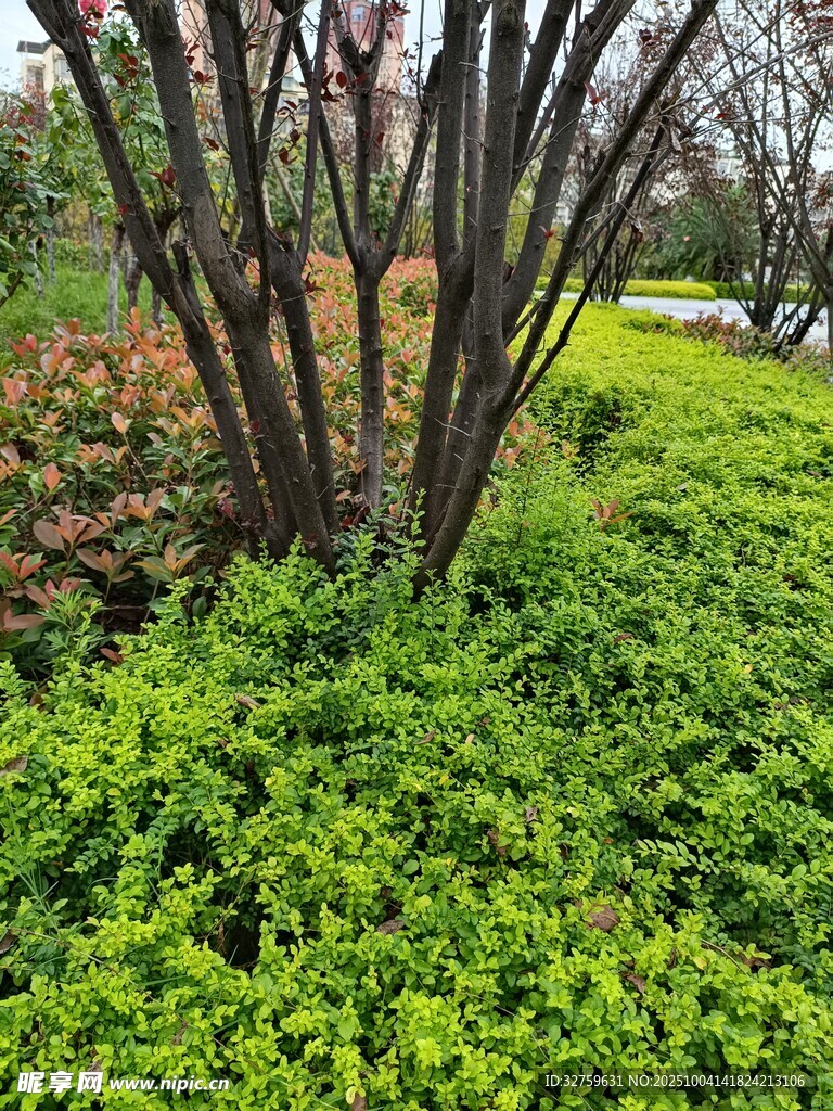 綠意盎然的草地與灌木