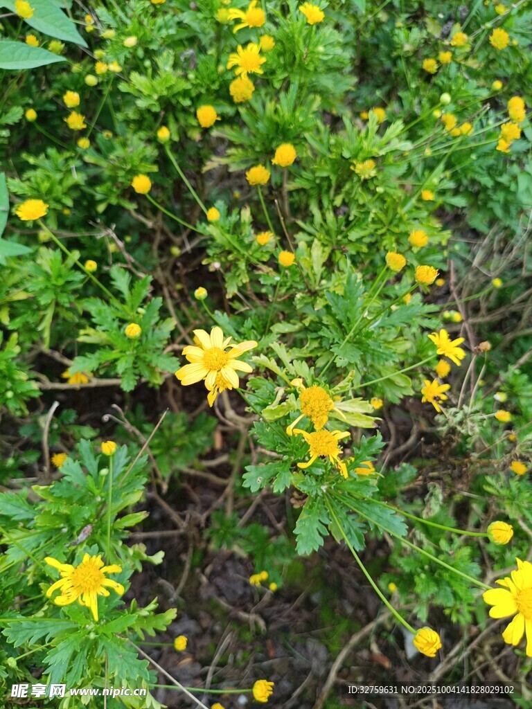 黃色小花綻放于綠葉間