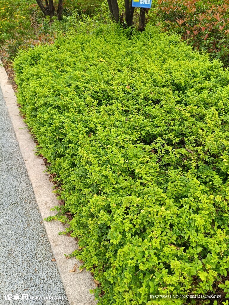 路邊翠綠繁茂的低矮植物