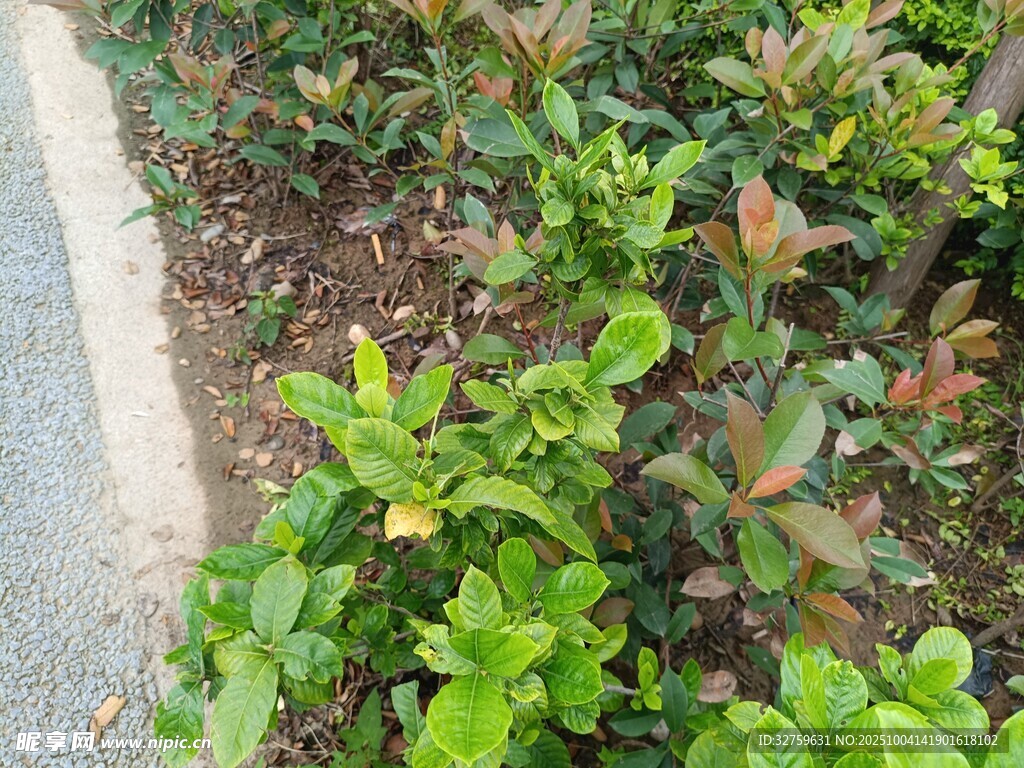 路邊多彩綠植景觀
