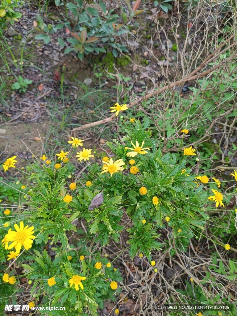 野外綻放的黃色小花
