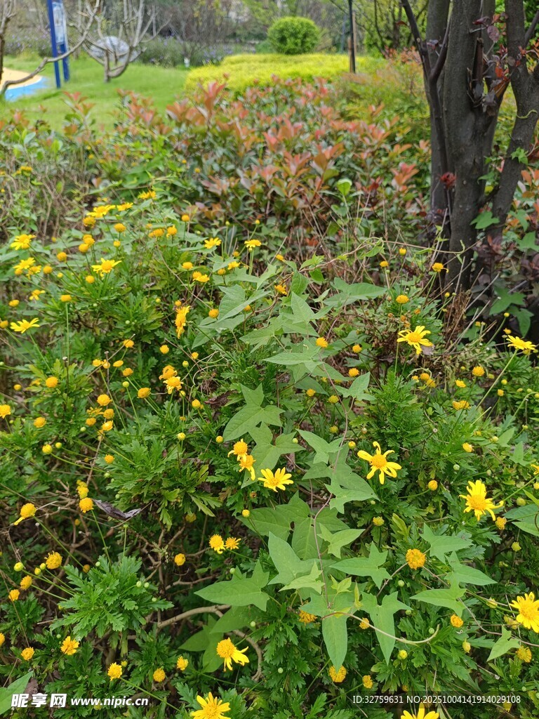 林間綻放的燦爛小黃花