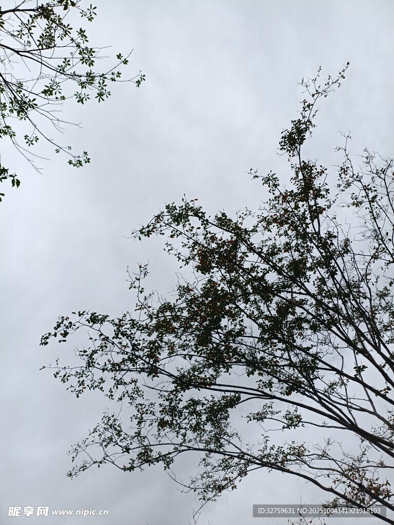 樹枝在灰白天空下?lián)u曳