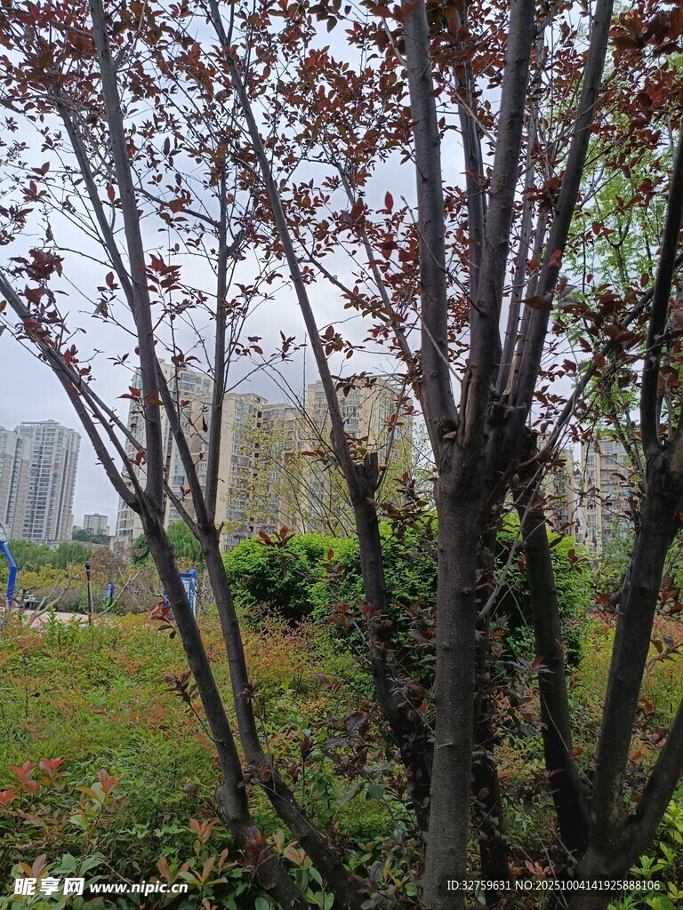 城市邊的繁茂樹(shù)木景觀