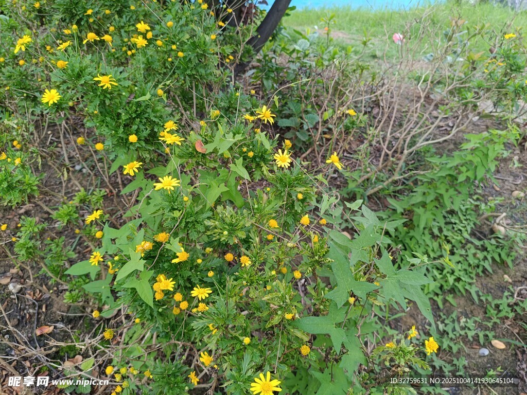 野外黃色小花植物景觀