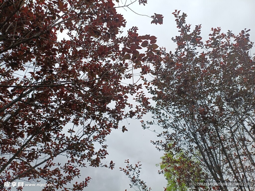 秋日紅葉樹木景觀