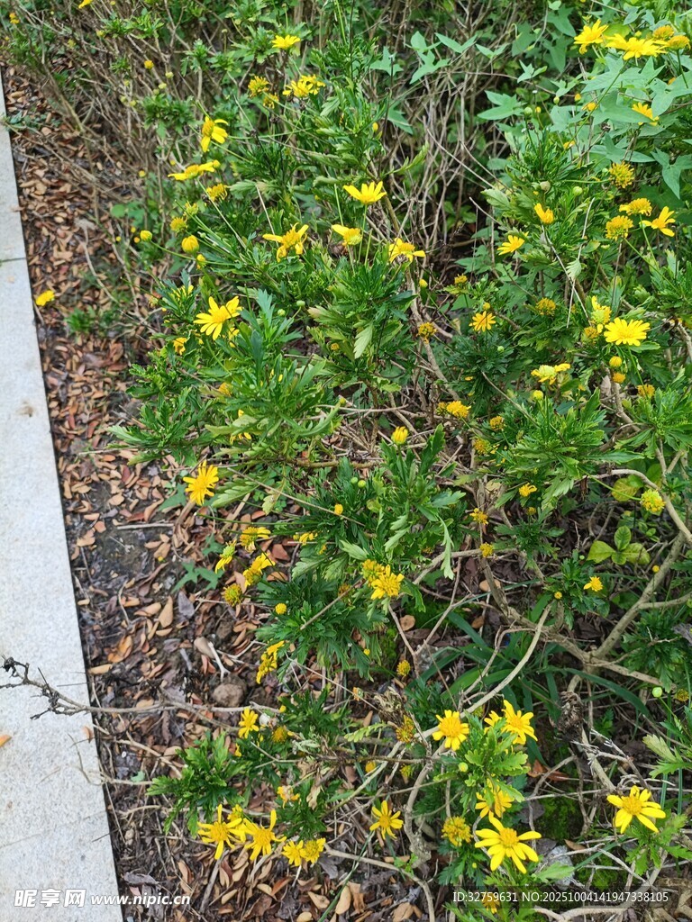 路邊綻放的黃色小野花