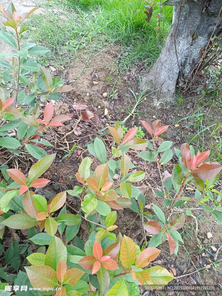多彩葉片的植物景觀