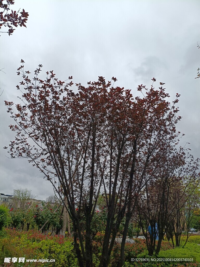 雨中紅葉樹木景觀