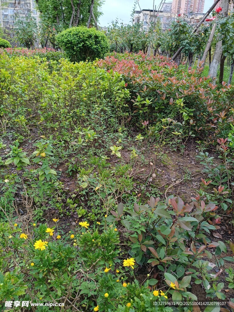 戶外綠植與黃色小花景觀