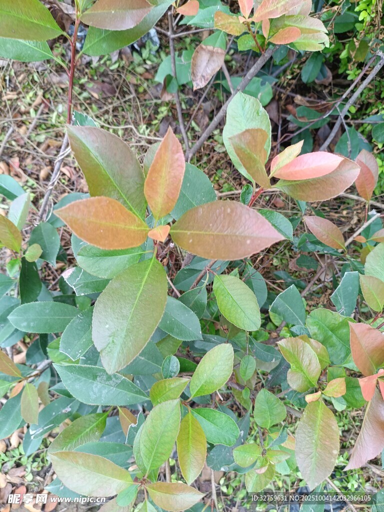 多彩葉片的植物景觀