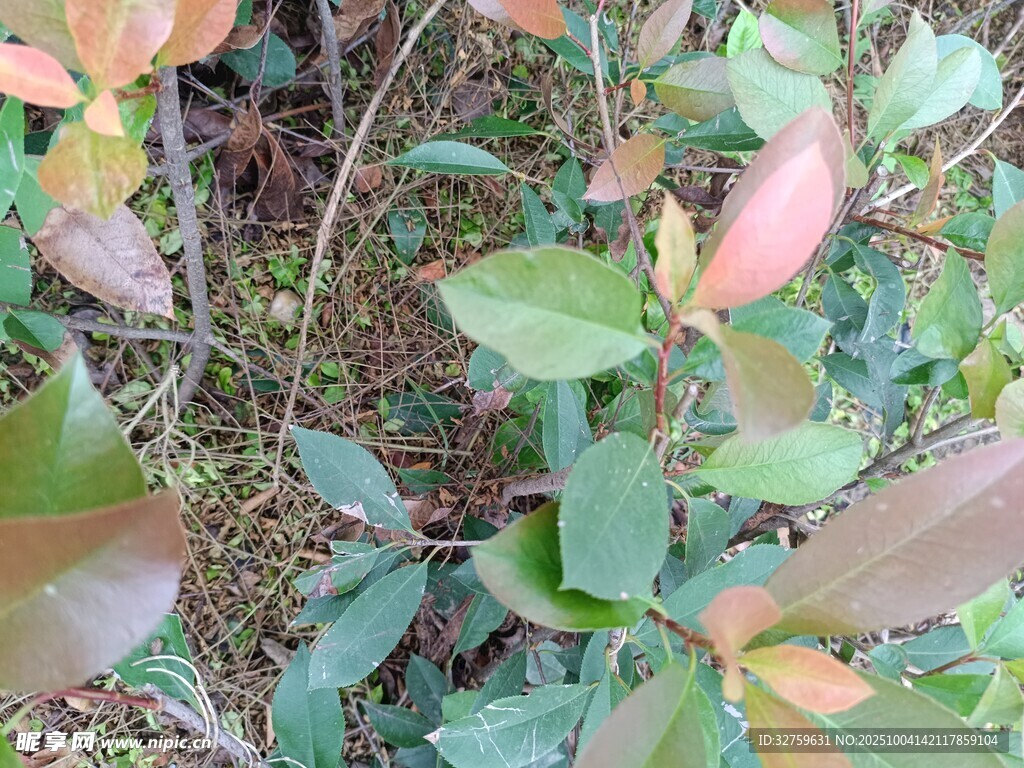 多彩葉片植物景觀