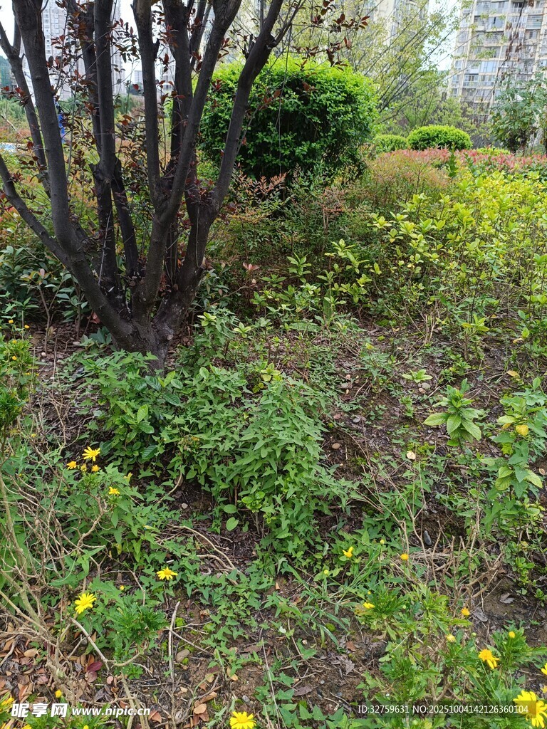 春日野外花草樹木景致