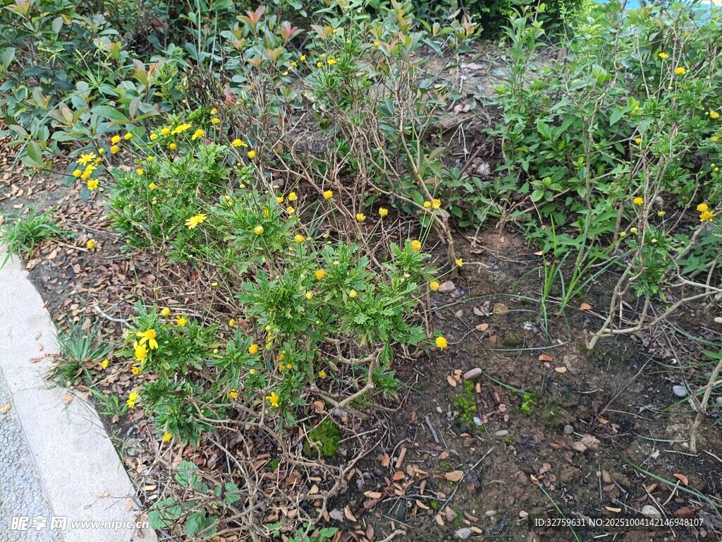 路邊花草景觀