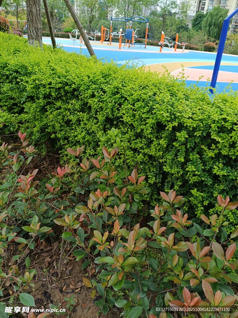 公園中繁茂的綠植景觀