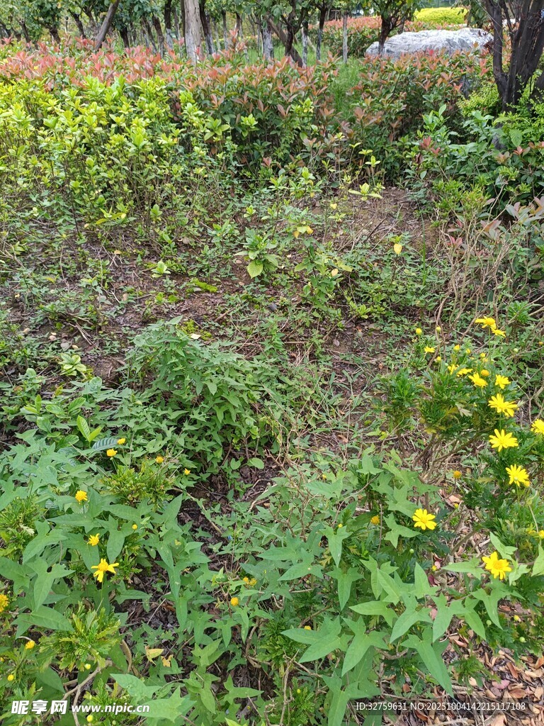 野外繁茂的花草植物景觀