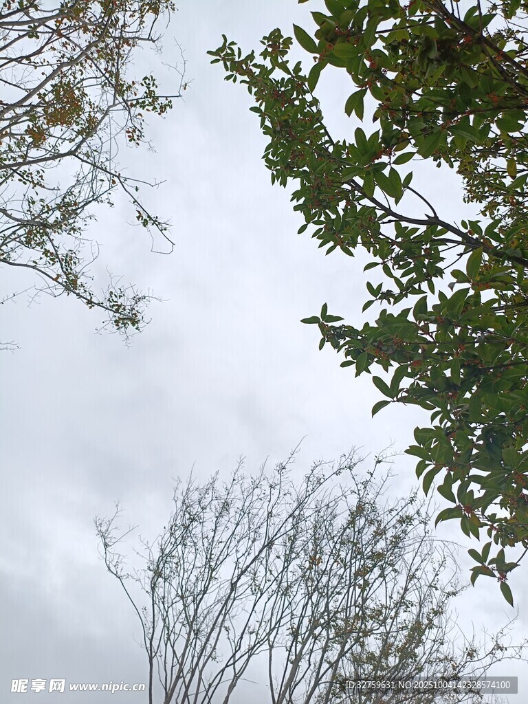 樹梢間的灰白天空