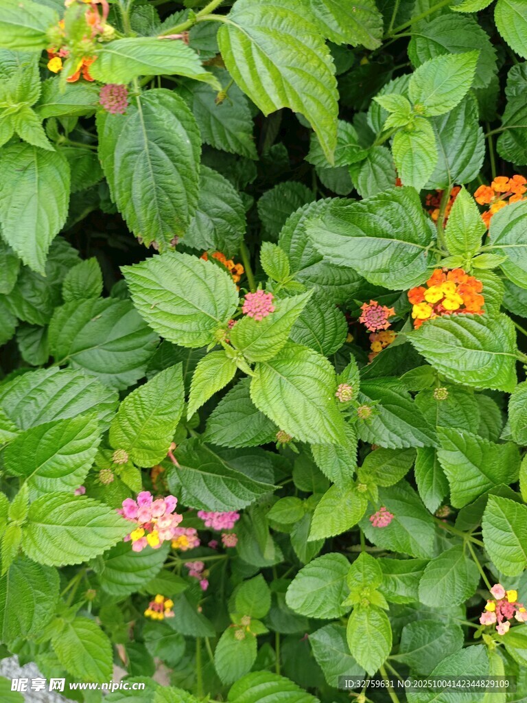 綠葉間綻放的多彩小花